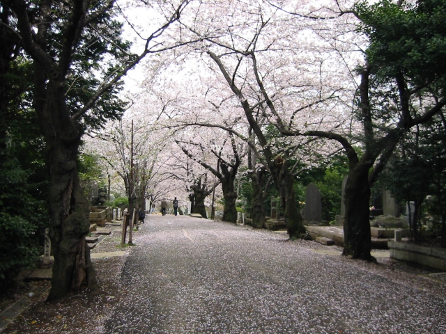 桜　サクラ写真素材