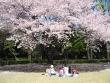 桜、サクラの無料素材