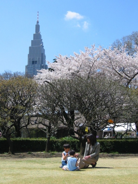 桜、サクラの写真素材写真素材