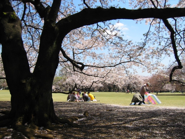桜、サクラの写真素材写真素材