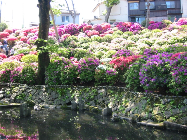 花、根津神社のツツジの写真素材写真素材