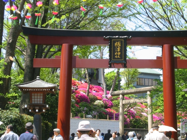 花、根津神社のツツジの写真素材写真素材