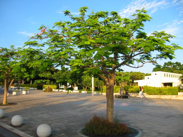 沖縄の写真